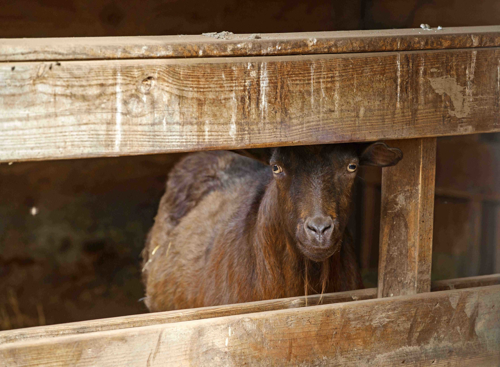 Funny Farm Rescue & Sanctuary